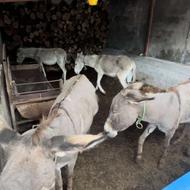 سه عدد ماده الاغ