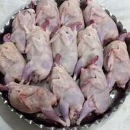 پر کردن بلدرچین وخروس و....زیرقیمت بازار