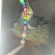 یک جفت عروس هلندی