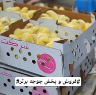 جوجه گوشتی راس 308 وارداتی