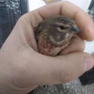 یک جفت مرغ عشق با قفس 500