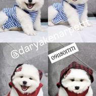 سگ کوچولو.................