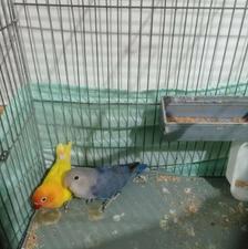 طوطی برزیلی