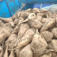 چغندر ملحمی درجه یک،بدون رگ