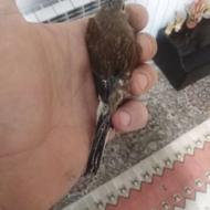 معاوضه با فنچ یا قفس بزرک