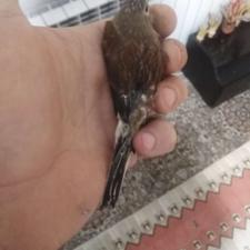 معاوضه با فنچ یا قفس بزرک