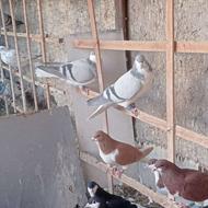 باسلام خدمت عشقبازان حدود 17عدد سیاهپوش به فروش می‌رسد