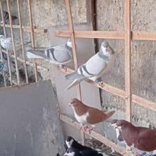 باسلام خدمت عشقبازان حدود 17عدد سیاهپوش به فروش می‌رسد