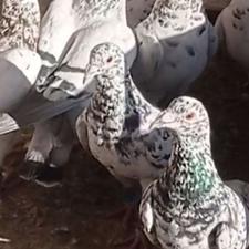 باسلام خدمت عشقبازان حدود 35عدد کبوتر هفت رنگ به فروش می‌رسد