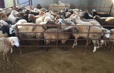 دامداری به همراه خانه مسکونی با امکانات کامل