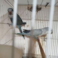 جفت راهب مولد