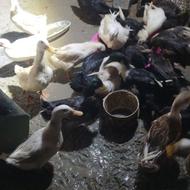 فروش اردک محلی