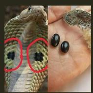 مهره مار اصل شاه کبری +بنام زدنش و دعاهاش