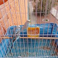 پرنده مرغ عشق .