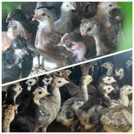 جوجه محلی اصیل و جوجه بوقلمون برنز محلی 11 روزه واکسن خورده