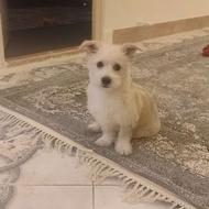 واگذاری سگ شیتزو اشپیز نر 4 ماهه