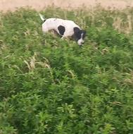 توله شکاری .. واگذار