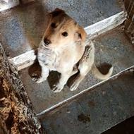 بچه سگ هیکل درشت واگذار