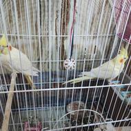 عروس کوتوله مرغ عشق