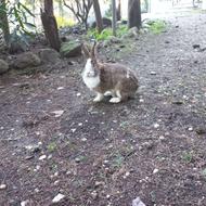 خرگوش بسیار سرحال بخاطر جابجایی واساس کشی