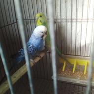 مرغ عشق با تخم نطفه دار واقعی