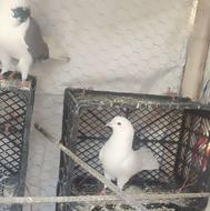 کبوتر تهرانی