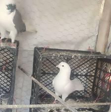 کبوتر تهرانی