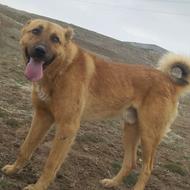 واگذاری سگ نگهبانی