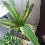 همه گلها سالم سر حال