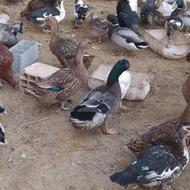 فروش اردک محلی و اردک رشتی