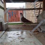 کبوتر ساده سرخ نر