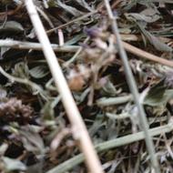 فروش یونجه پرس