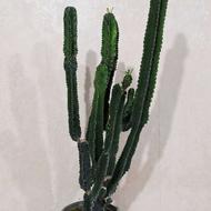 افوربیا اینگنس