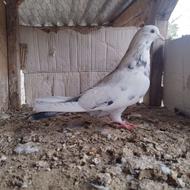 یه جفت کبوتر پرشی