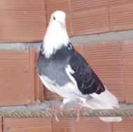 معاوضه کبوتر پرشی سرو کله دار پرشی با طوقی