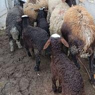 4راس میش بره دار درشت