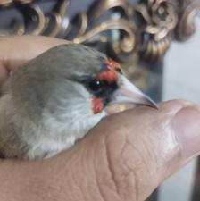 سیره نرد رشت