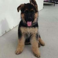 سگ ژرمن توله رایگان میخام