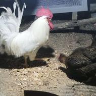 مرغ و خروس ،جوجه یک ماهه