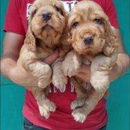 واگذاری توله کوکر اسپانیل گریدA