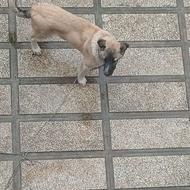 واگذاری سگ با نژاد. و