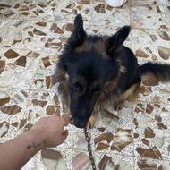 تربیت سگ روان شناسی سگ