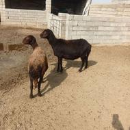 گوسفند افشاری