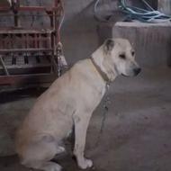 دوتا سگ واگذاری