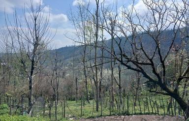 فروش زمین در منطقه خوش آب و هوای گیلان