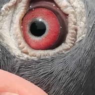 پلاکی جان اَردن