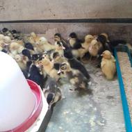 جوجه اردک پکنی