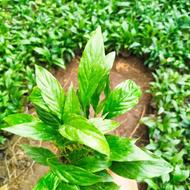 نیازمند کارگر برای کار در گلخانه