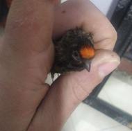 پرنده گل بسر