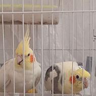 عروس هلندی جفت.